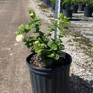 Grand Duke Arabian Jasmine 10 inches pot