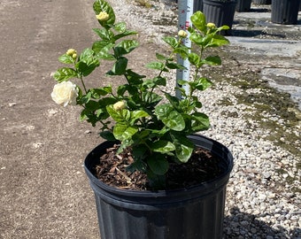 Grand Duke Arabian Jasmine 10 inches pot