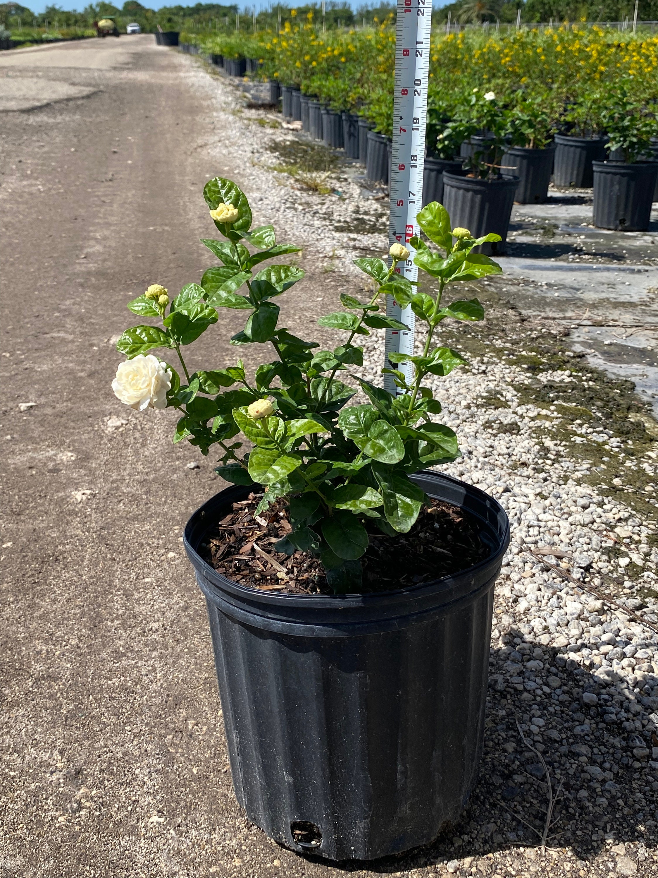 Grand Duke Arabian Jasmine 10 inches pot