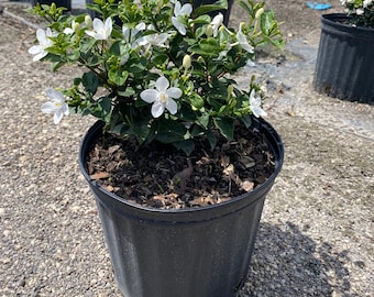 Asian snow jasmine 10 inches pot