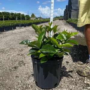 Ixora Nora grant 10 inches pot