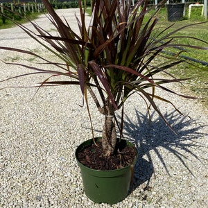 Dracaena Magenta Braid 6 inches pot