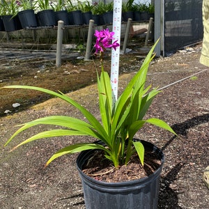 Purple ground orchid 10 inches pot