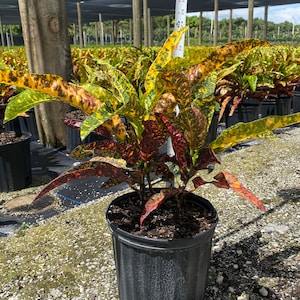 May include: A potted Croton plant with vibrant foliage. The leaves display a mix of colors, including yellow, green, and red. The plant is in a black plastic pot, and a measuring tape is visible, indicating a height of approximately 29 inches. The background shows other plants.