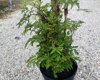 Ming aralia  6 inches pot