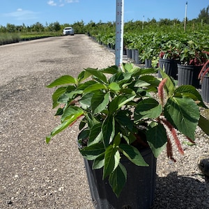Red chenille plant 10 inches pot