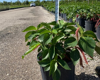 Red chenille plant 10 inches pot