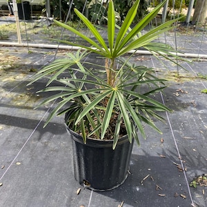 Coccothrinax crinita 8 inch pot ( Old man palm )