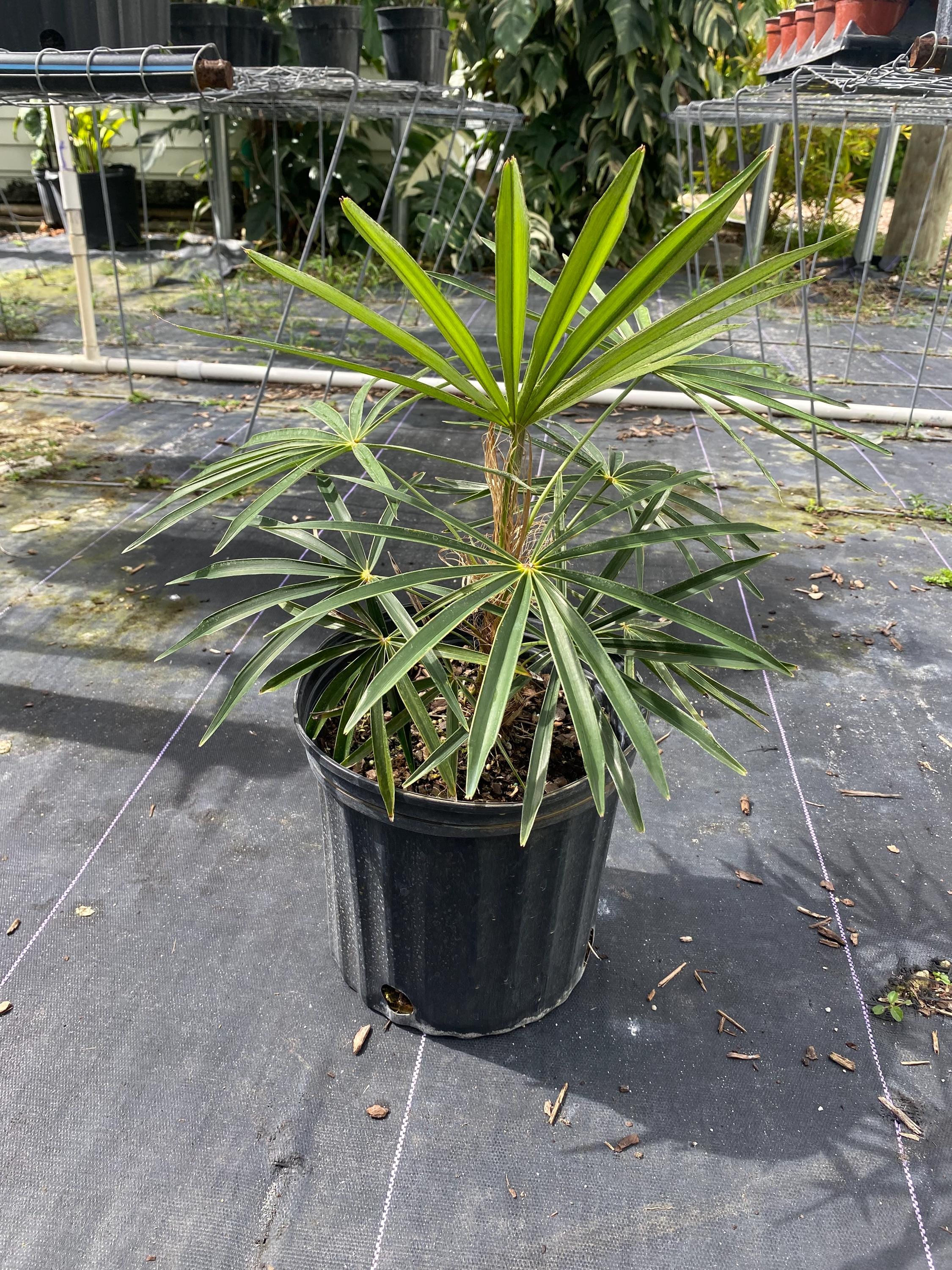 Coccothrinax crinita 8 inch pot ( Old man palm )