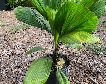 Licuala grandis 10 inches pot