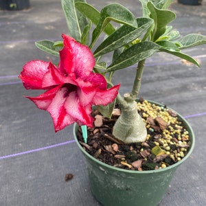 Desert rose  ( random color)