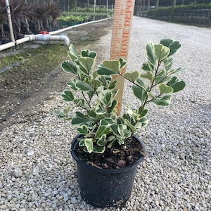 May include: A small, potted variegated ficus plant with green and white leaves. The plant is about 12 inches tall and is growing in a black plastic pot. The pot is sitting on a bed of small, white rocks.