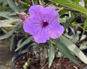 Mexican Petunia purple ruellia 10 inches pot