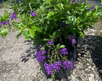 Blue Sapphire Showers or Duranta Erecta Sapphire Showers - Etsy