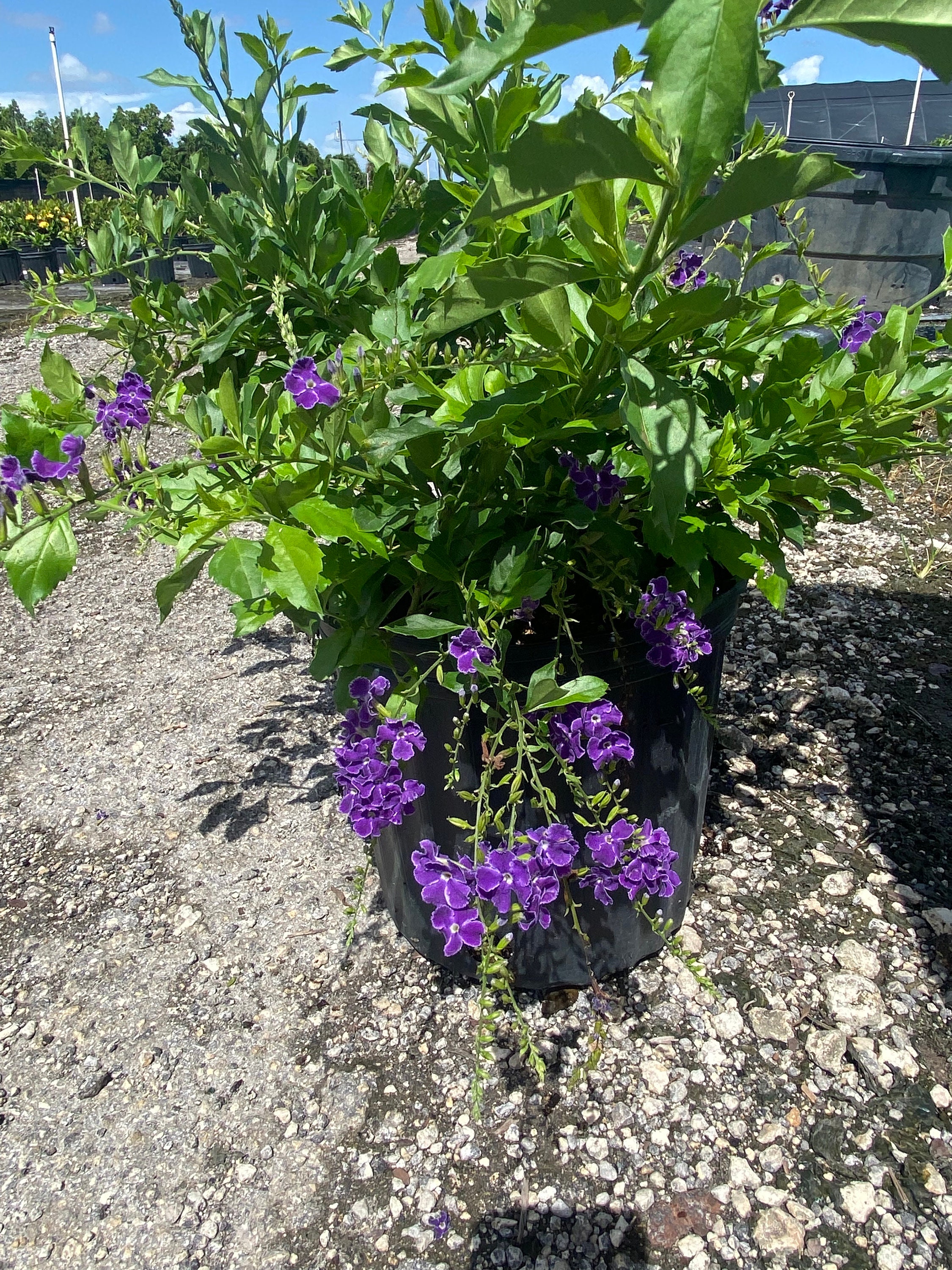 Blue Sapphire Showers or Duranta Erecta Sapphire Showers - Etsy