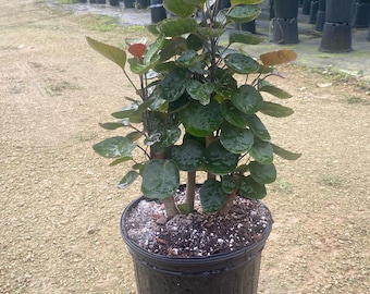 Fabian aralia stump XL 8 inches pot