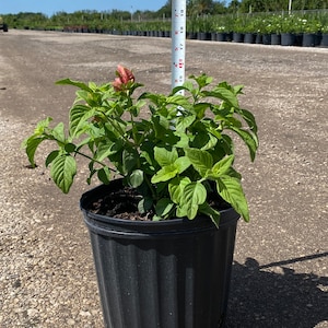 Red shrimp plant 10 inches pot