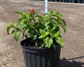 Red shrimp plant 10 inches pot