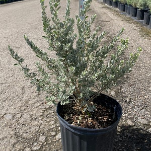 Texas sage 10 inches pot