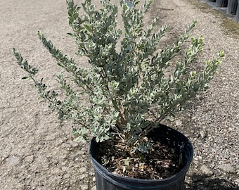 Texas sage 10 inches pot