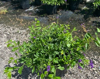 Blue Sapphire Showers or Duranta Erecta Sapphire Showers - Etsy