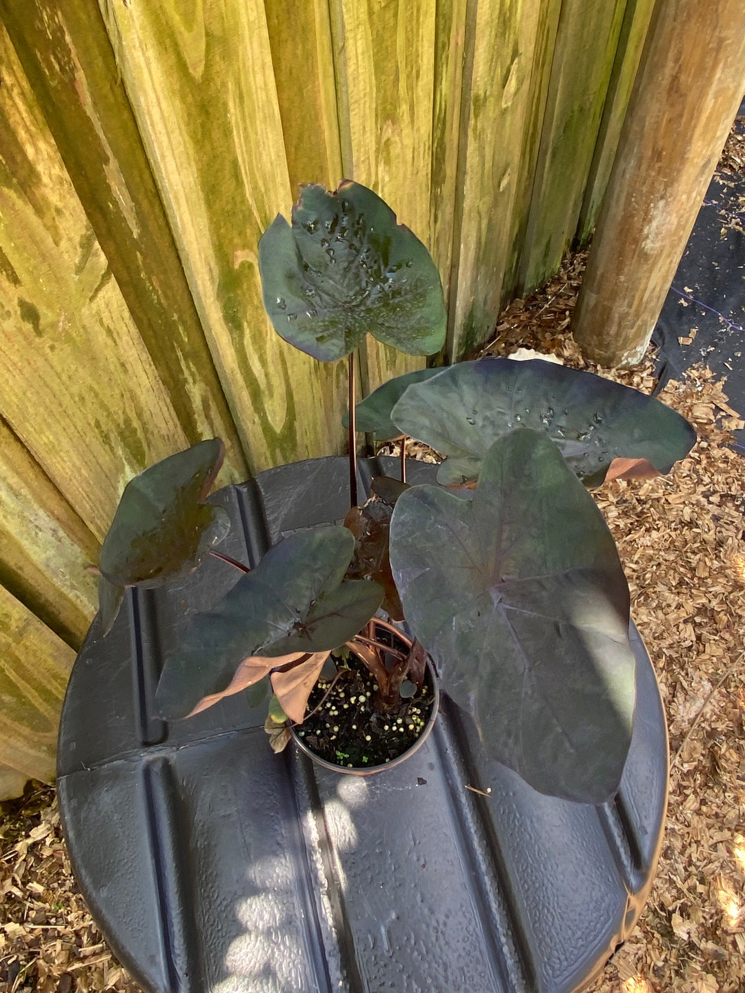 Colocasia Painted Black Gecko 6 Inches Pot Etsy