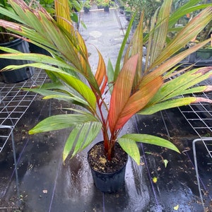 Areca vestiaria red palm in 10 inches pot
