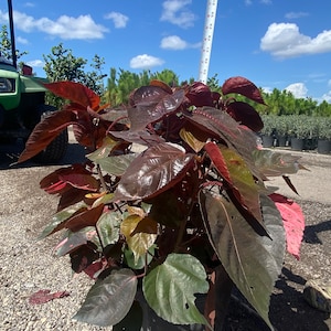Red copper leaf 10 inches pot