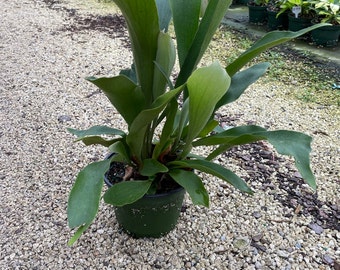 Platycerium Bifurcatum 6 inches pot