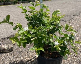 Jasmine sambac 10 inches pot
