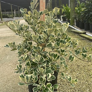 Ficus triangulias 10 inches pot