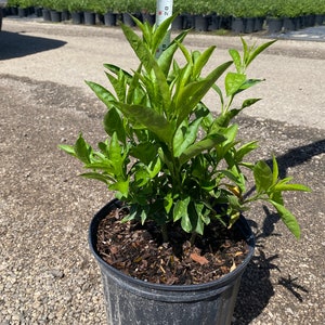 May include: A green potted plant with dark green leaves in a black plastic pot. The plant is about 20 inches tall and is growing in a brown mulch.