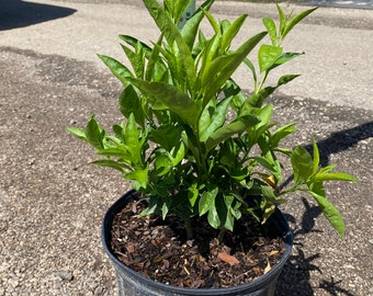 Night blooming jasmine 10 inches pot