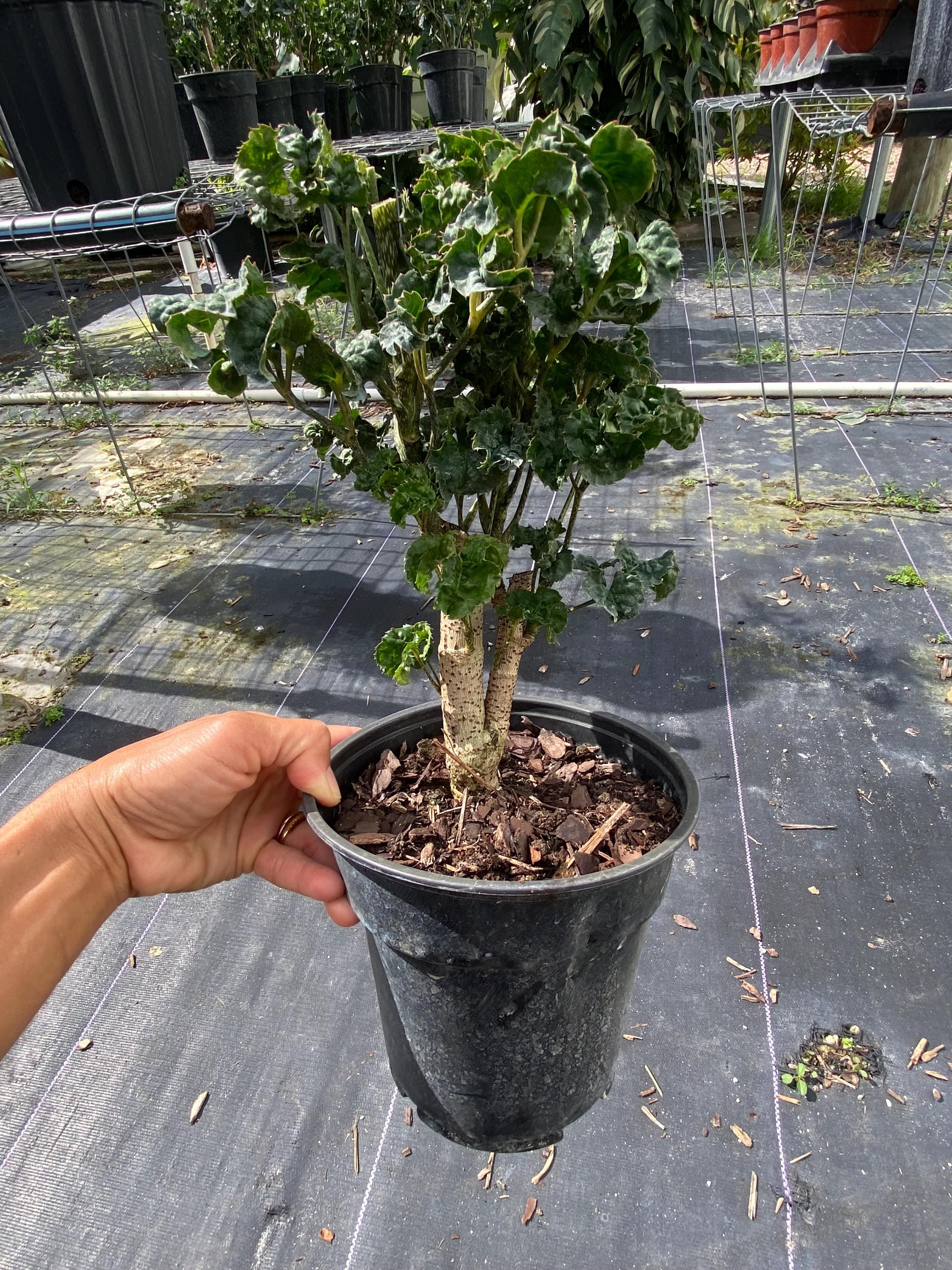 black aralia 6 inches pot