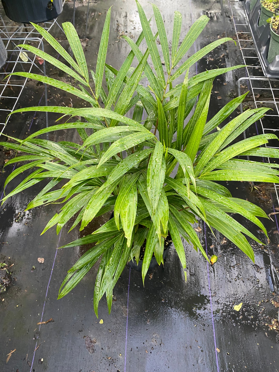 Cabada Palm in 10 Inches Pot Etsy