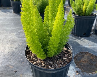 Ferns , foxtail fern 10 inches pot