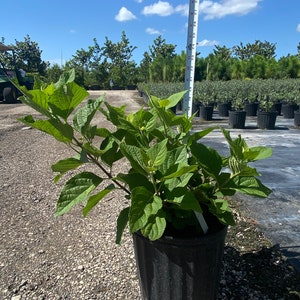 Clerodendrum blue butterfly