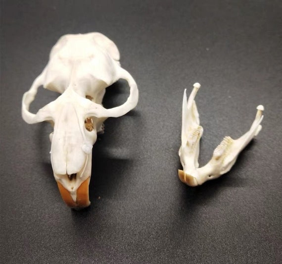 Wholesale Real Nutria Skull Bone Specimen After Cleaned and - Etsy Wholesale Real Nutria Skull Bone Specimen After Cleaned and - Etsy