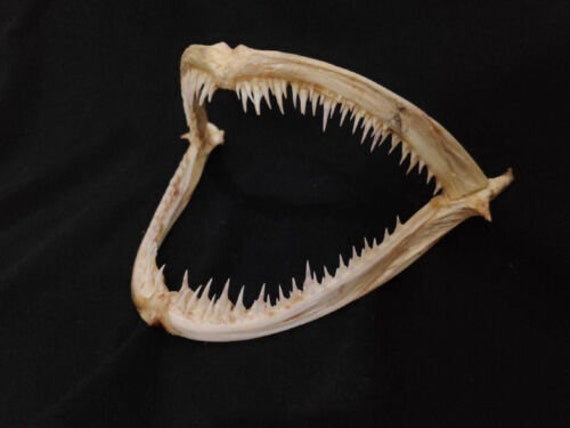 A real fish skeleton specimen /New Toothed mouth Monkfish Collection. 