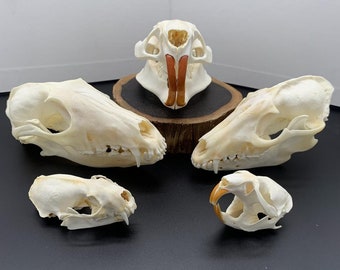 cleaned by coyote/buffaloskull man XL Red fox Skull 