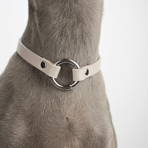 House collar/ tag holder-various colors