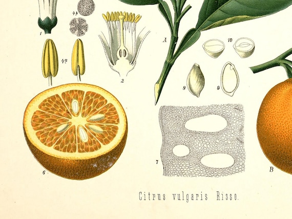 Vintage Orange Poster Print, by Hermann Adolph Köhler Circa 1860s