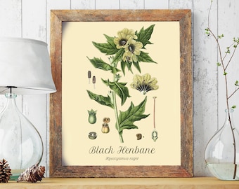 Vintage Black Henbane Botanical Poster Print, Witches Garden, Goth Academia Poster, Stinking Nightshade, Witches Brew