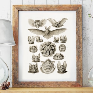 Vintage Bat Faces Poster Print, by Ernst Haeckel (1834-1919), Illustrated Bats, Gothic Wall Decor