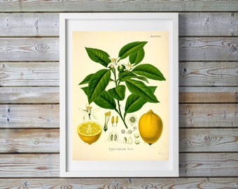 Vintage Lemon Poster Print, by Hermann Adolph Köhler circa 1860s, Vintage Kitchen Citrus Botanical Illustration