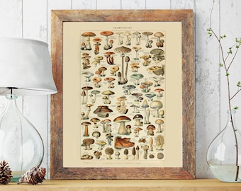 Vintage Botanical Mushrooms Poster Print, by Adolphe Millot (1857-1921) from ‘Nouveau Larousse Illustré, Legumes et Plantes Potageres