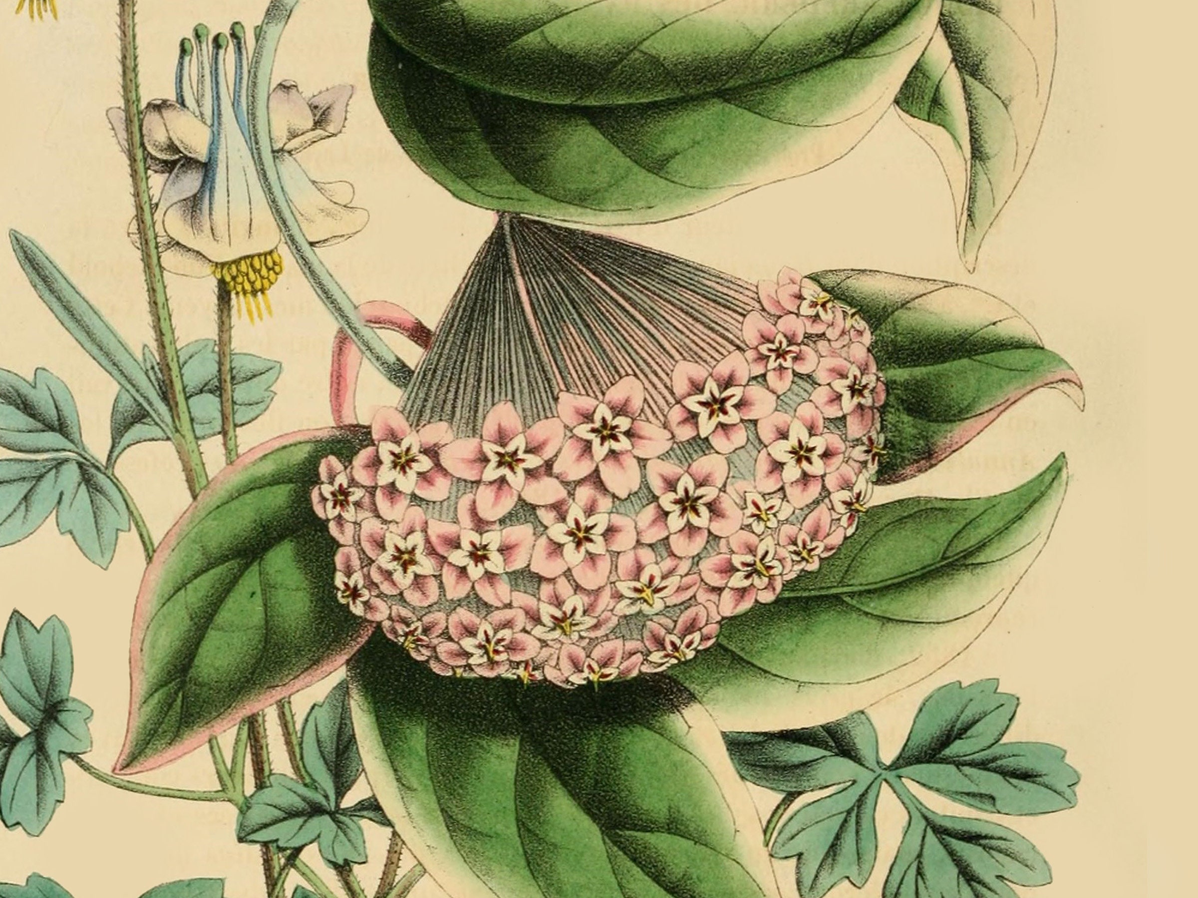 ヴィンテージ ホヤ ボタニカル ポスター プリント、室内植物愛好