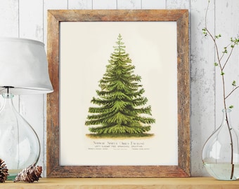 May include: A vintage botanical illustration of a Norway Spruce (Picea Excelsa) tree with the text "Norway Spruce (Picea Excelsa) Lofty Elegant Tree Branches Drooping" printed below the image.