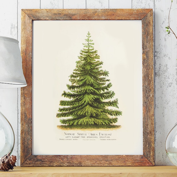 Vintage Norway Spruce Botanical Poster Print, Christmas Tree Poster, Rustic Holiday Decor Print