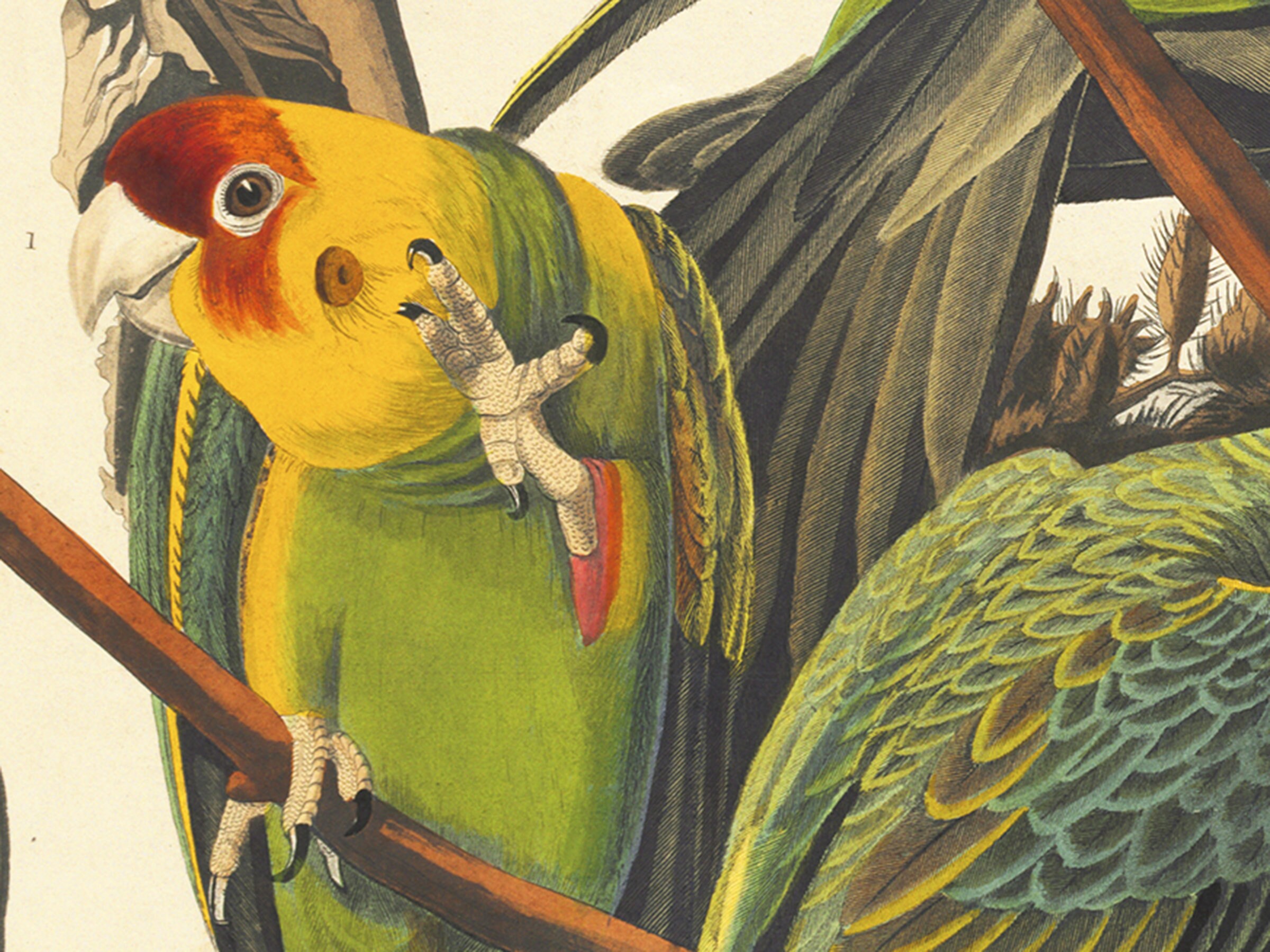 Vintage Audubon Print Selection, Bird Poster Print, Birds of America ...